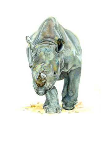 Ritratti di Animali